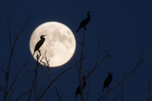Los 9 fenómenos astronómicos de octubre: de estrellas fugaces ultrarrápidas provenientes del cometa Halley a una superluna | National Geographic