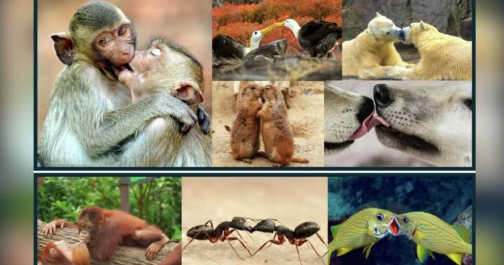 Los besos podrían tener 20 millones de años y venir directamente de nuestros ancestros primates