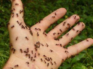 Los insectos: auténticos campeones evolutivos que dominan la Tierra