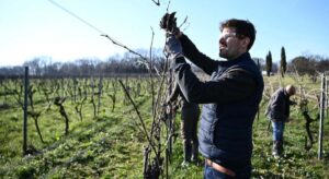 Los viticultores franceses se hartan de la «insoportable» situación del sector