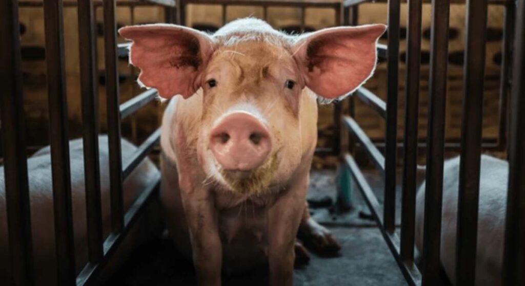México suspende las importaciones de carne de cerdo de España por la peste porcina