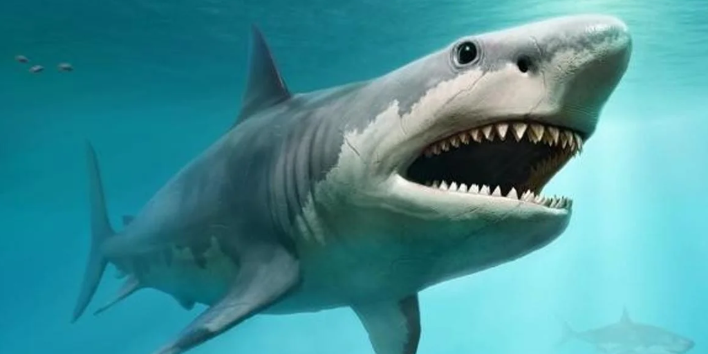 Muere una mujer y un hombre resulta gravemente herido tras ser mordidos por un tiburón en Australia