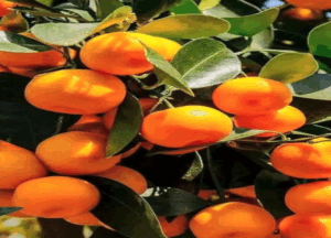 Opinión | La mandarina y los burócratas 