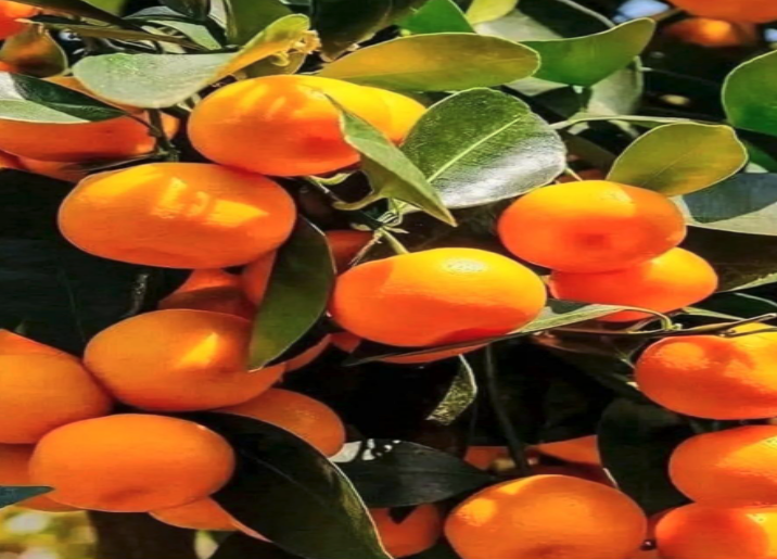 Opinión | La mandarina y los burócratas 