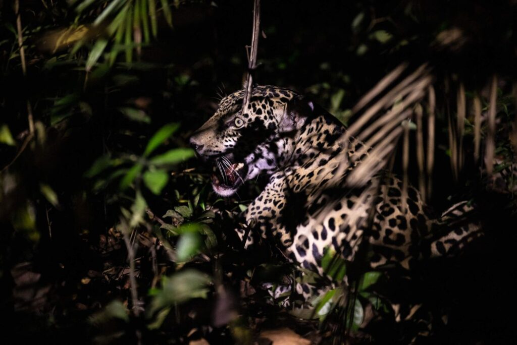 Para salvar a los jaguares, actúa como un jaguar | National Geographic