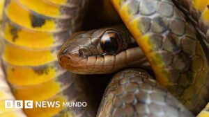 Por qué algunos animales pueden comer veneno sin morir