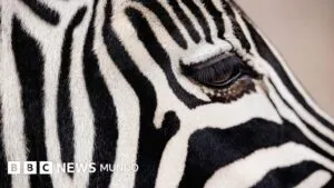Por qué las cebras, los pandas y otros animales son blancos y negros