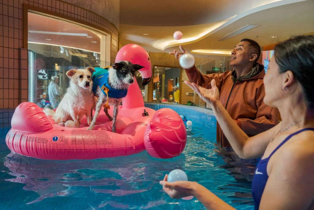 Qué necesitan los perros para vivir más: 6 hábitos que alargan la vida de tu mascota según científicos | National Geographic
