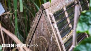 Qué son las ingeniosas cajas de Ward y cómo transformaron la economía mundial