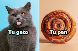 Sé que suena raro pero, puedo adivinar tu pan dulce favorito solo con tu selección de gatitos