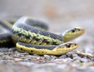 Secretos bajo tierra: impactantes grabaciones de la RattleCam muestran la vida social oculta de las serpientes | National Geographic
