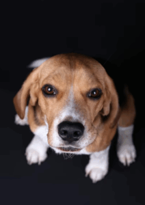 Superando el miedo: fobias caninas que debes conocer