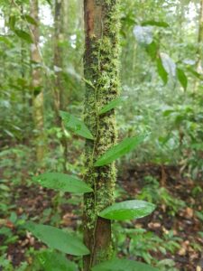 TFFF: ¿Puede el Fondo para los Bosques Tropicales realmente ayudar a preservar los bosques del mundo? NatGeo lo explica | National Geographic