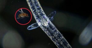 Unos diminutos gusanos parásitos usan electricidad estática para atrapar insectos en el aire, revelando una sorprendente alianza entre física y biología