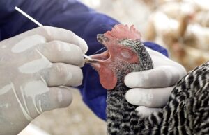 Virus de la gripe aviar resisten la fiebre, el arma humana para combatir la enfermedad