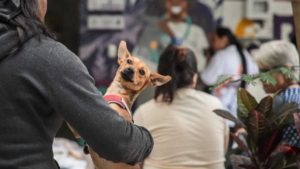 buscan proteger a los animales de los efectos de la pólvora en las festividades de diciembre