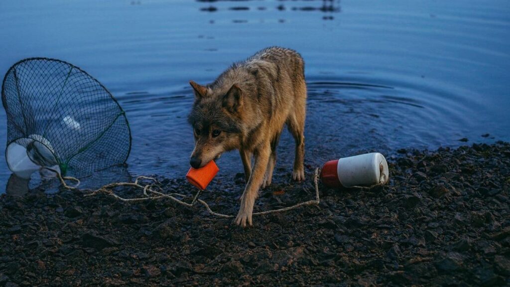 captaron a un lobo salvaje usando una herramienta por primera vez (VIDEO)