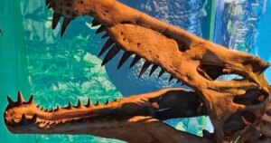 de los gigantes herbívoros a las aves modernas
