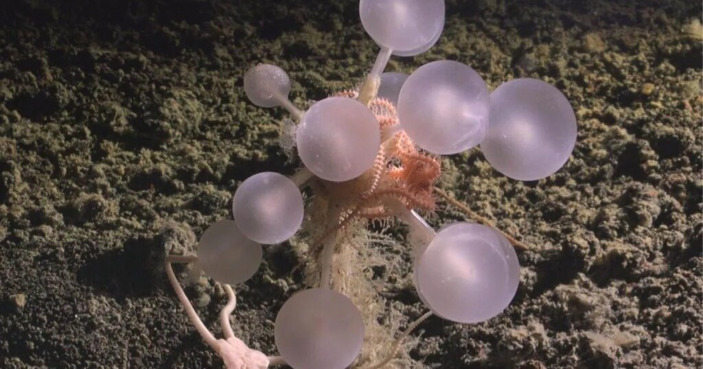 descubren una esponja carnívora y 30 especies desconocidas en el Océano Antártico