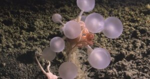 descubren una esponja carnívora y 30 especies desconocidas en el Océano Antártico
