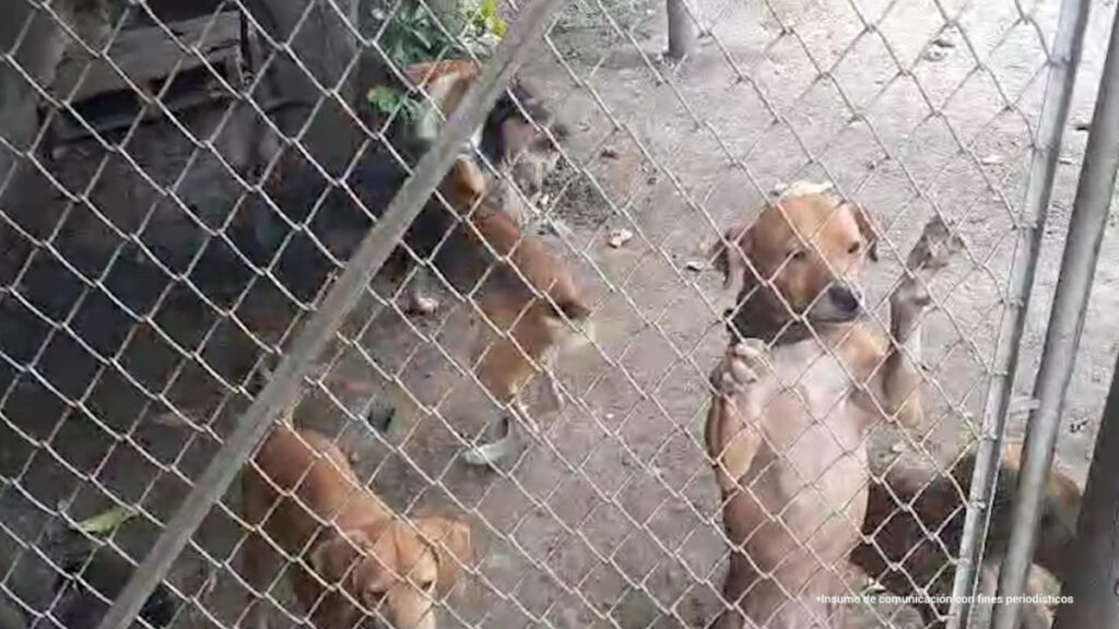 hallan a 14 perros en precarias condiciones de salud en una vivienda