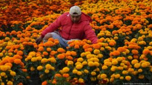 la «flor de los muertos» que está en peligro – DW – 31/10/2025