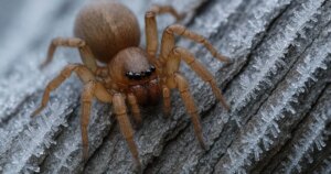 revelan las proteínas que las mantienen activas bajo cero y ayudan a disminuir el uso de insecticidas en los cultivos