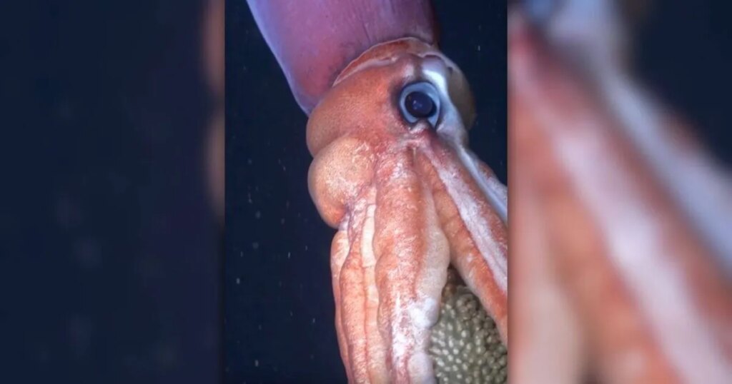 una criatura casi invisible a la ciencia se deja ver en movimiento