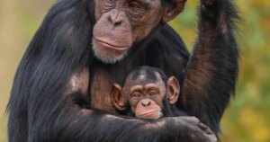 una posible clave en la evolución de nuestros ancestros