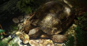 vivió en un bosque tropical hace 17 millones de años