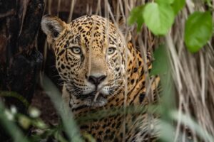 ¿Cómo ganarse la confianza de un jaguar? El diario de una bióloga que convive con el felino más grande de América | National Geographic