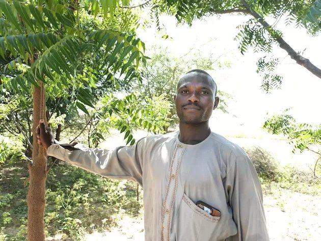 ¿La COP30 revitalizará el proyecto de la Gran Muralla Verde de Nigeria? : IPS Agencia de Noticias