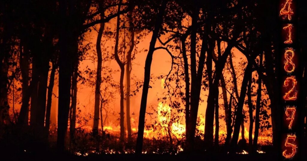 ¿pueden ayudarnos en la lucha contra los incendios forestales?