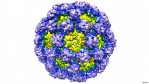 6 dudas esenciales sobre los norovirus, y sus respuestas – DW – 28/12/2025