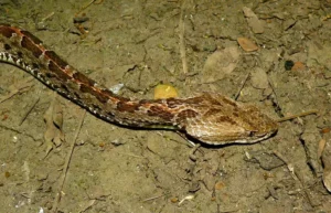 Agricultor falleció tras ser mordido por una serpiente