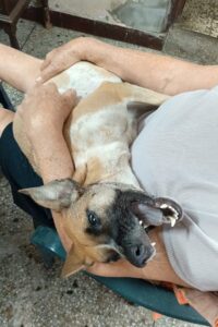 Alarmante ola de envenenamiento de mascotas en la Atlántida