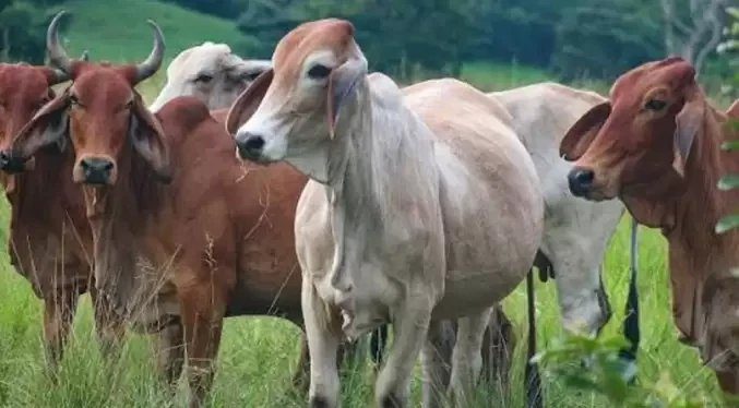 Arriban 1.947 hembras Brahman para fortalecer el rebaño nacional
