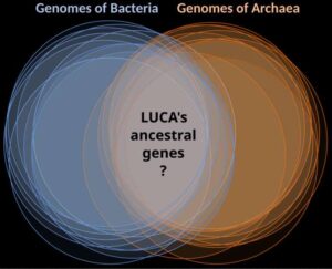 Así era el ancestro unicelular común