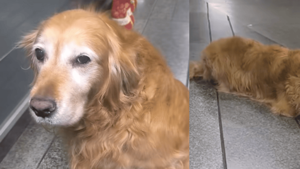 Así fue la conmovedora despedida de Peki, una perrita que dedicó toda su vida al servicio de seguridad