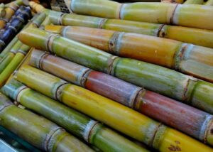 Cañicultores proyectan un aumento del 18% en la zafra 2025-2026