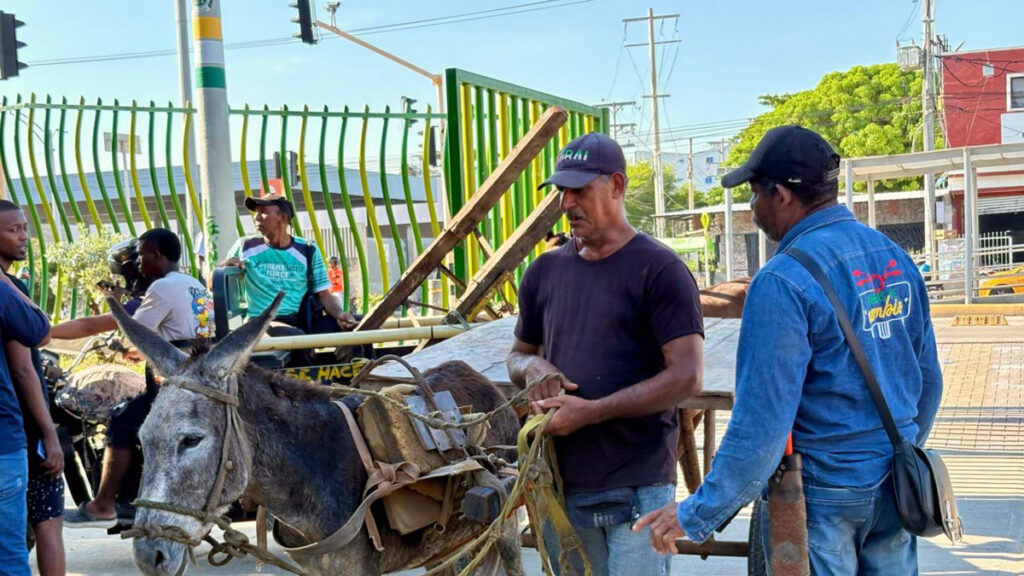 Cartagena entra en la historia al erradicar la tracción animal de las calles