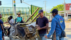 Cartagena entra en la historia al erradicar la tracción animal de las calles