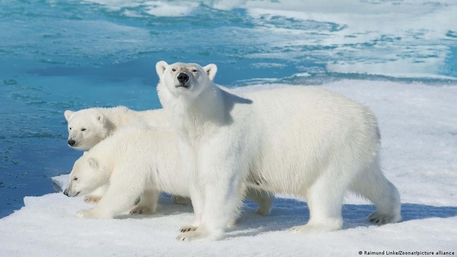 Científicos documentan rara "adopción" de osito polar – DW – 17/12/2025