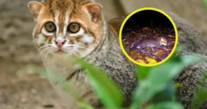 Creían que el gato de cabeza plana había desaparecido para siempre, pero una cámara acaba de redescubrirlo 30 años después