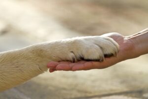 Día Internacional de los Derechos de los Animales: una jornada para ampliar la compasión