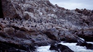 Documentan muerte masiva de pingüinos en Sudáfrica – DW – 08/12/2025