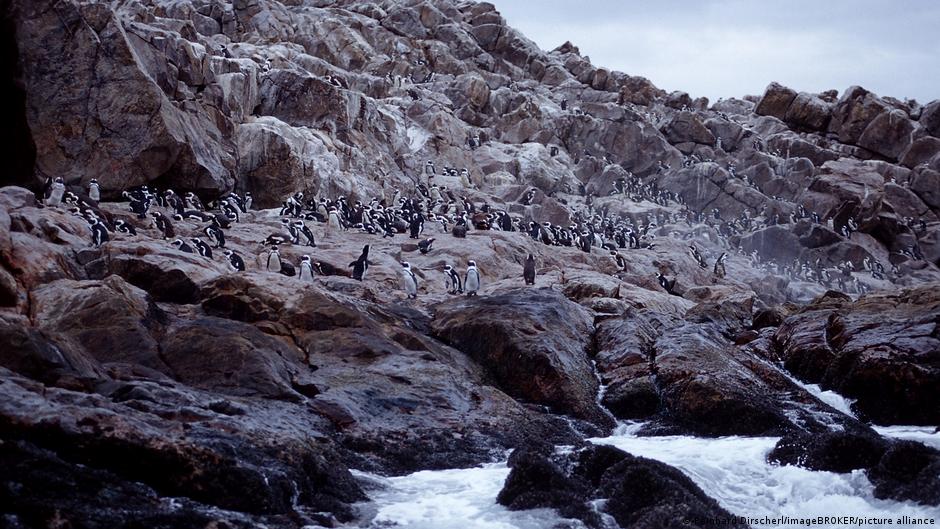Documentan muerte masiva de pingüinos en Sudáfrica – DW – 08/12/2025