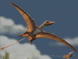 El asombroso hallazgo en Brasil que muestra cómo el cerebro de los pterosaurios creó una nueva forma de volar | National Geographic