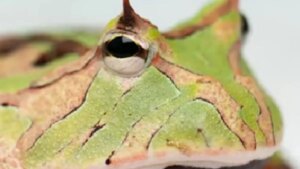 El diminuto hallazgo que revela un secreto oculto en los bosques de China