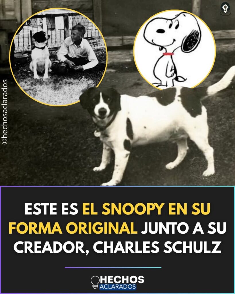 El famoso Snoopy - Diario del Sur